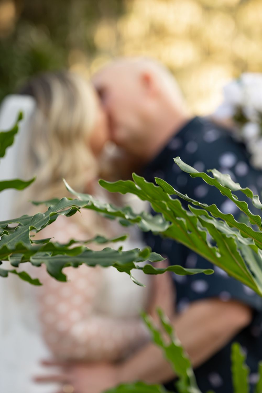 Close-up view of green fern fronds with blurred background creating a natural botanical composition.