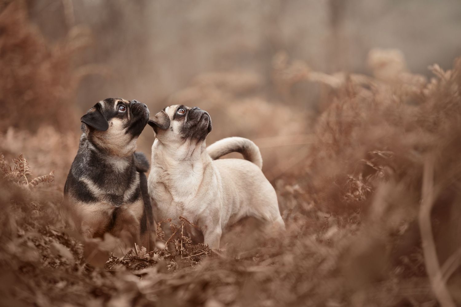 Pugs playing and running together in a sepia-toned outdoor setting.