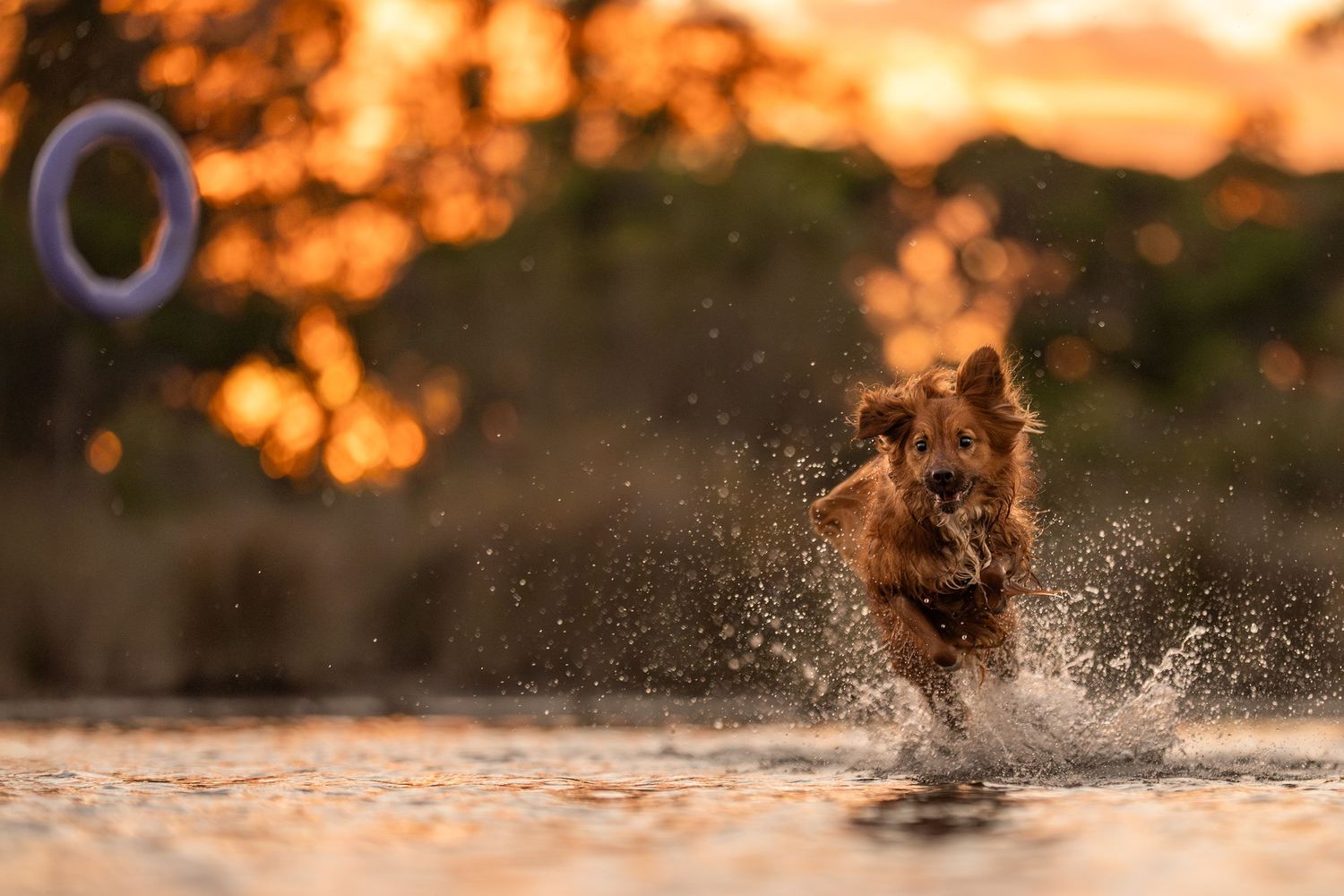A dog splashes through shallow water at sunset creating golden reflections and water droplets at Lake Gnangara in Perth.