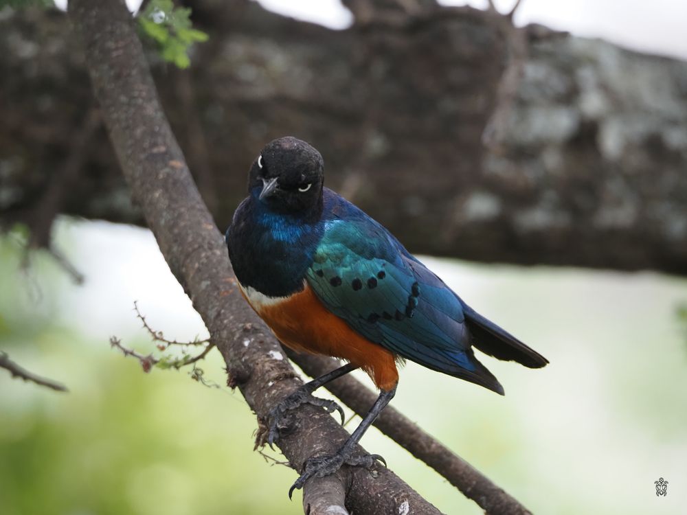 Colorful superb starling perched on a tree branch with vibrant blue and orange feathers.
