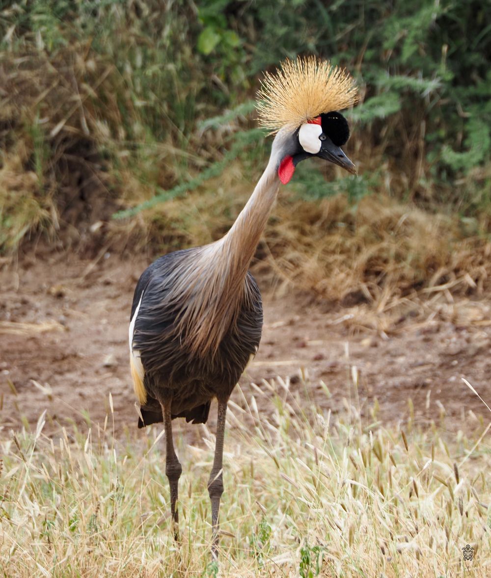 Grey crowned crane with distinctive golden head feathers standing in tall grass.