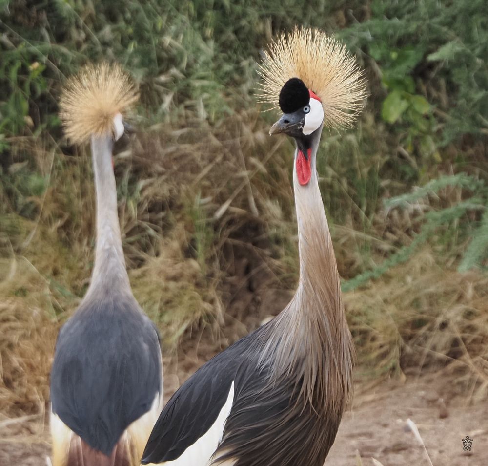 Grey crowned crane displaying its majestic crown feathers in a natural habitat.