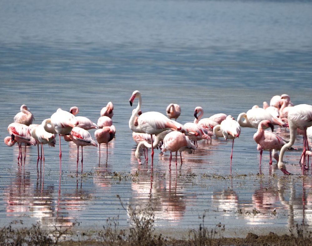 Group of pink flamingos wading in shallow blue water during feeding time.