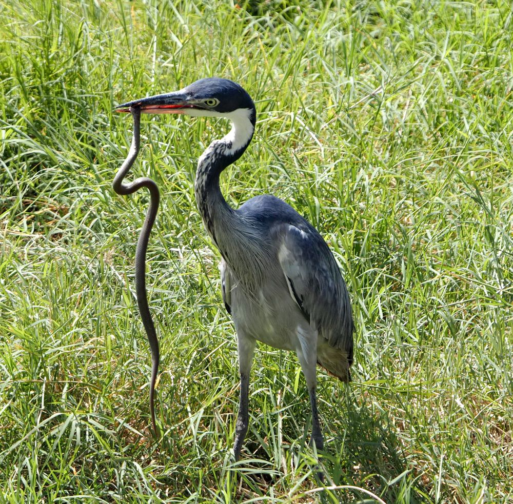 A blue heron holds a snake in its beak while standing in tall green grass.