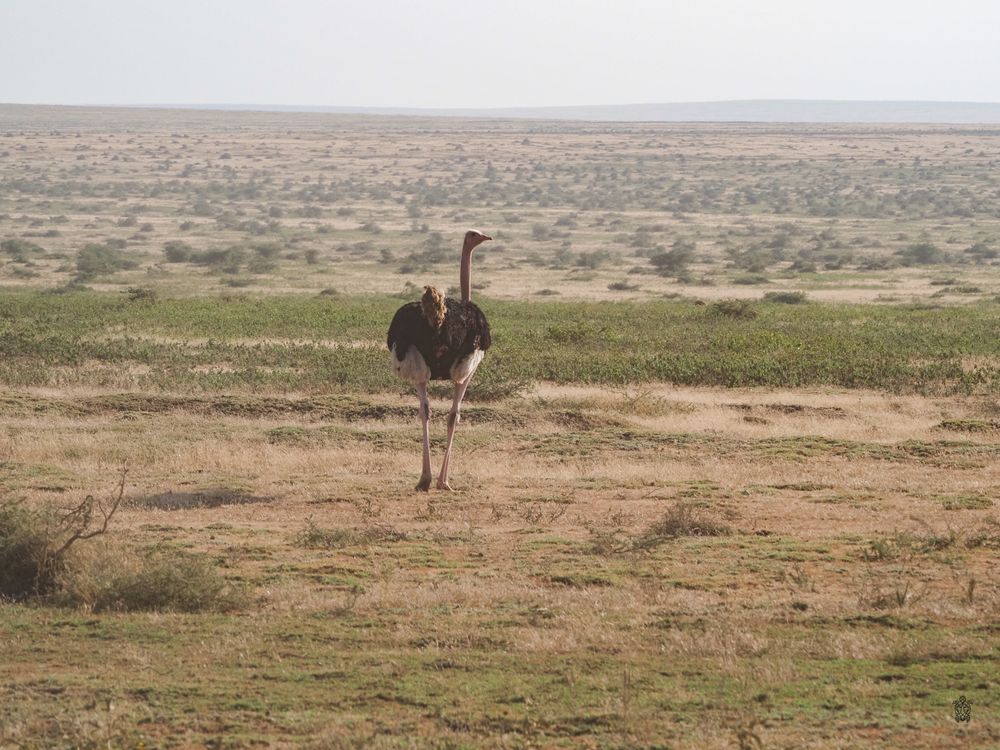 An ostrich stands alone in a vast arid landscape with scrubland stretching to the horizon.