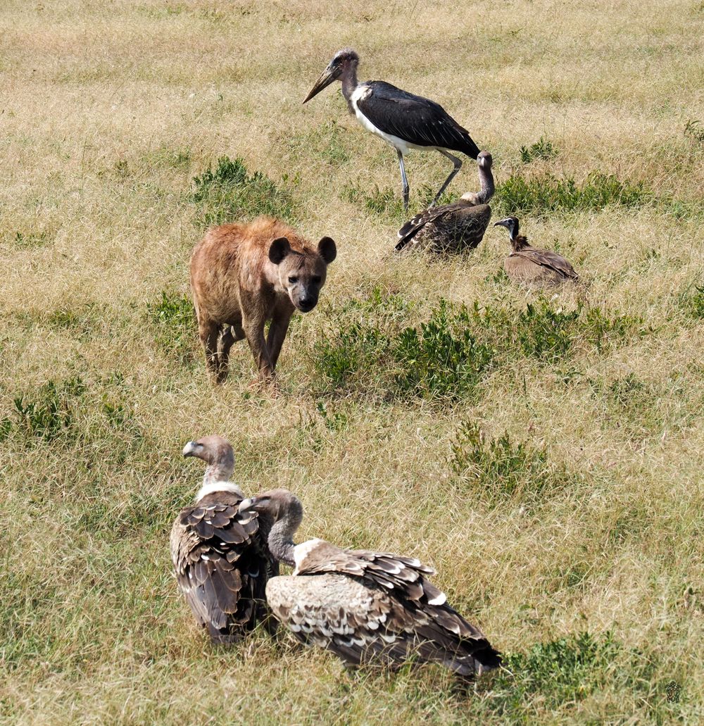 A hyena and marabou stork interact near a carcass in the African savanna.