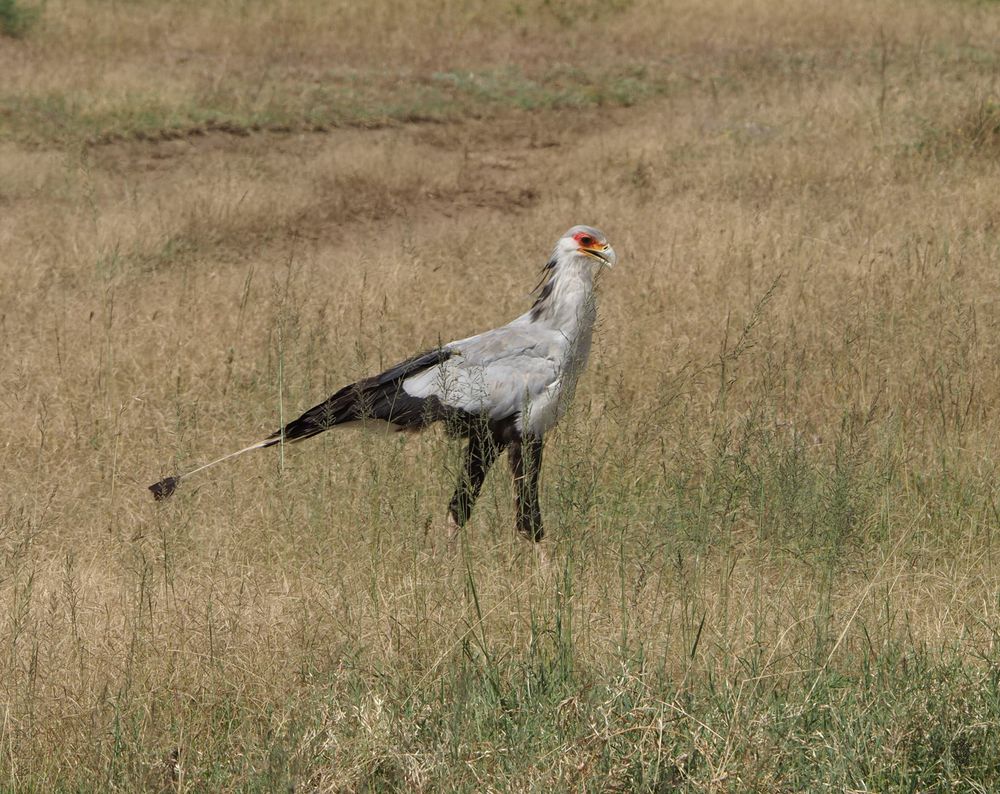 A secretary bird with distinctive gray feathers stands alert in dry grassland.