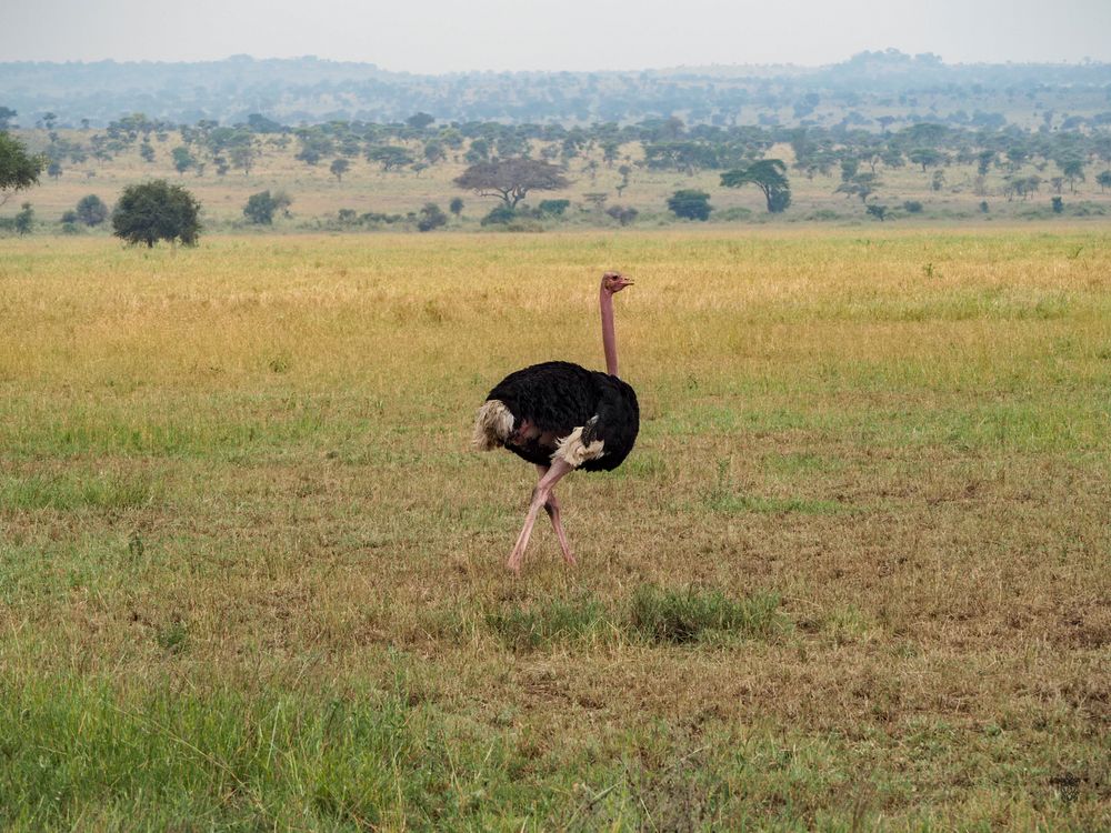 A male ostrich with black and white plumage walks across an African savanna landscape.