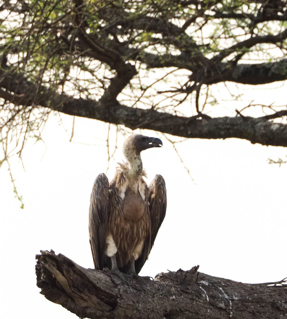 A vulture perches on a gnarled tree branch against a bright sky.