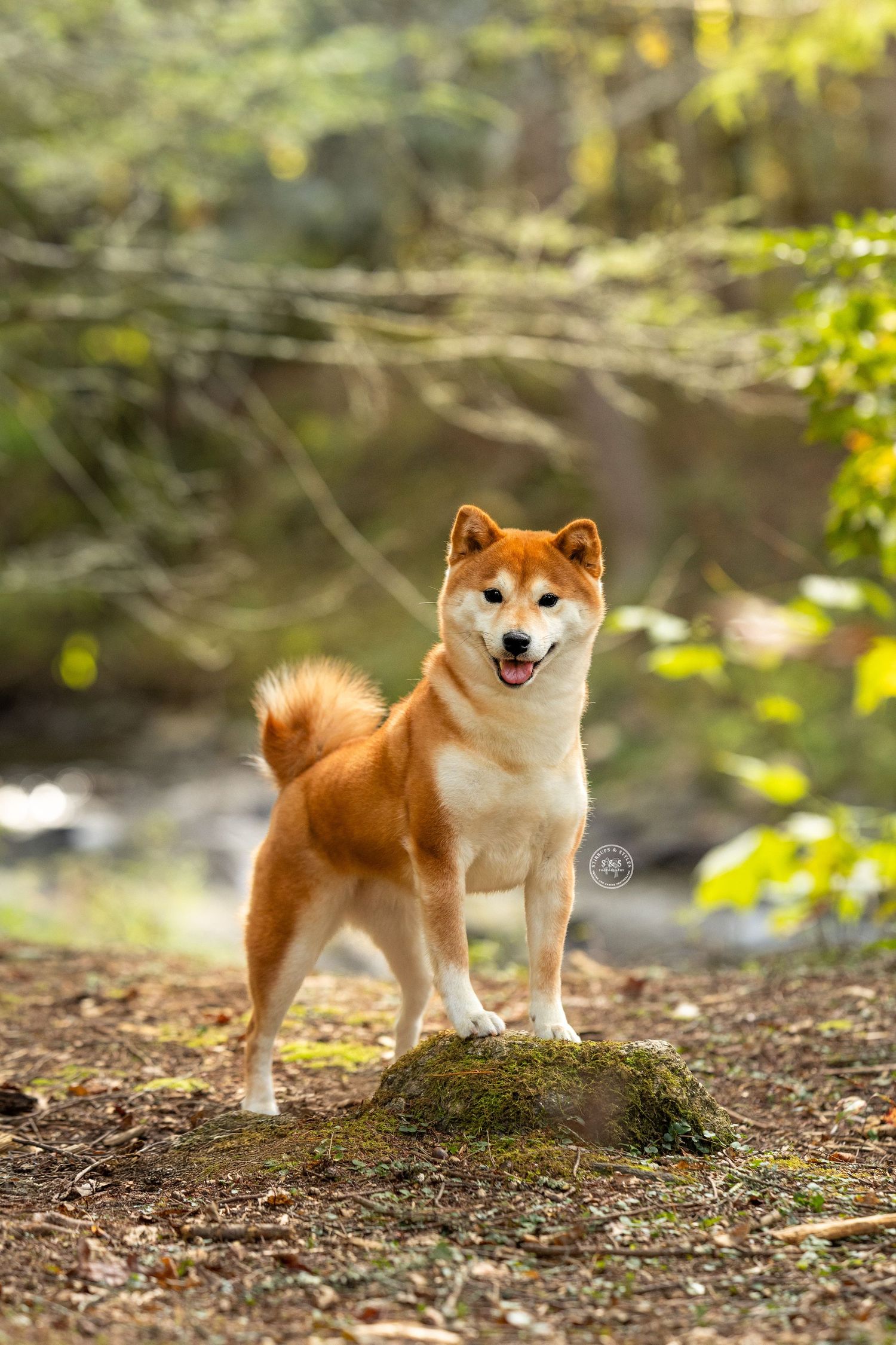 An adorable Shiba Inu dog with red-brown fur poses playfully on a forest trail covered in fallen leaves and moss.