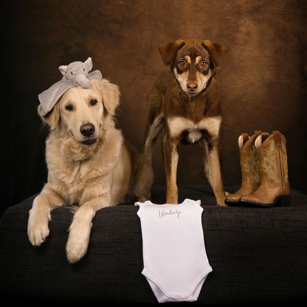 Aankondiging zwangerschap met honden. Door mensen en dieren fotograaf Special Moments MvL.