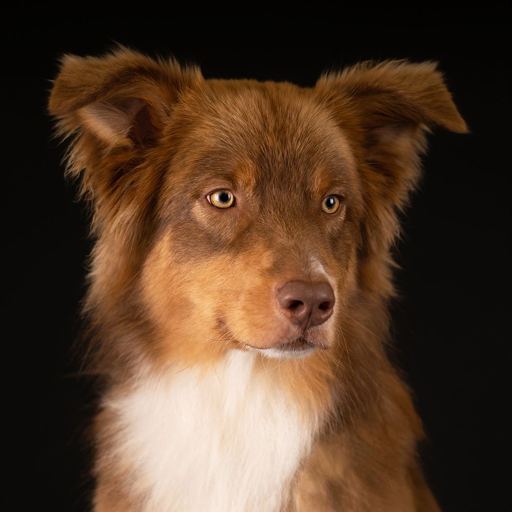 Fotoshoot van Australian Shepherd hond in fotostudio door Miriam van Lokven