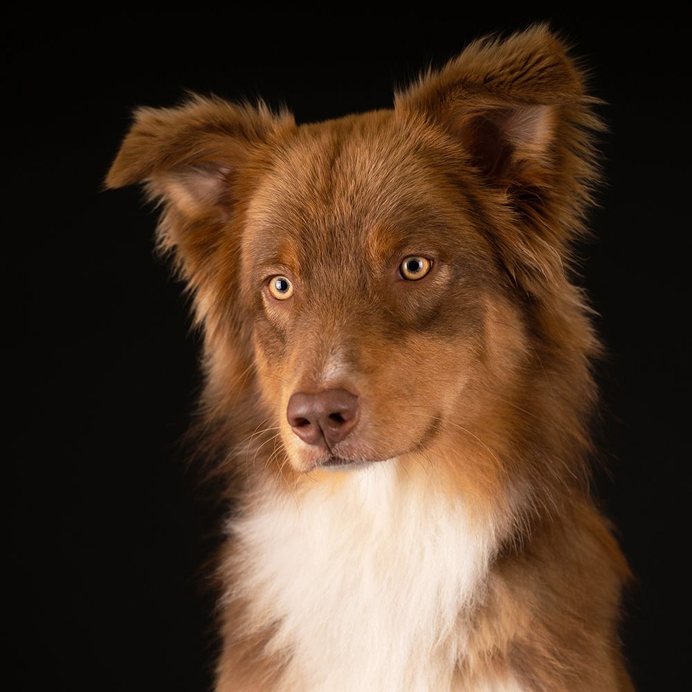 Fotoreportage Australian Shepherd hond in mobiele fotostudio bij Intratuin Boxtel