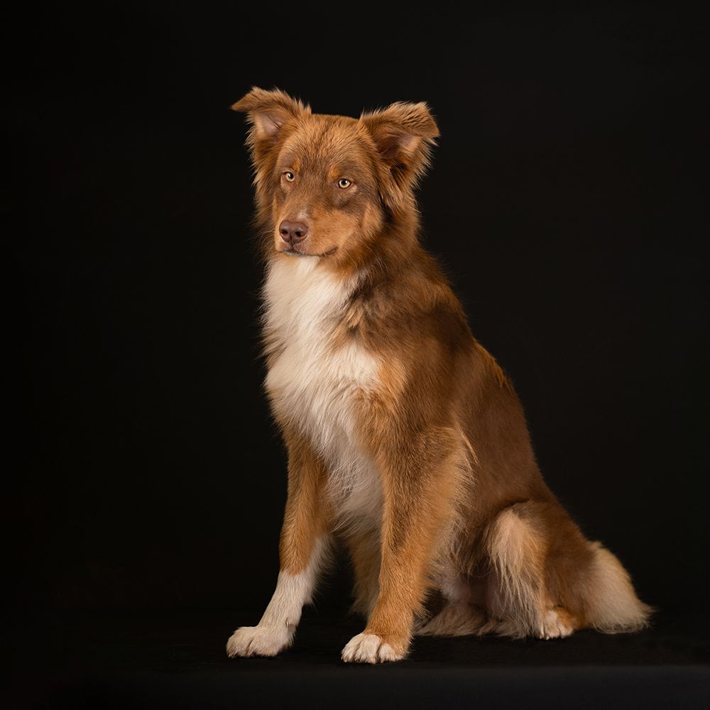 Fotosessie van Australian Shepherd hond door Special Moments MvL