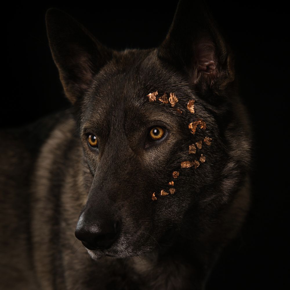 Fotoshoot hond met bladgoud in de fotostudio bij hondenfotograaf Special Moments MvL. Hondenfotograaf in Nistelrode tussen Uden en Oss