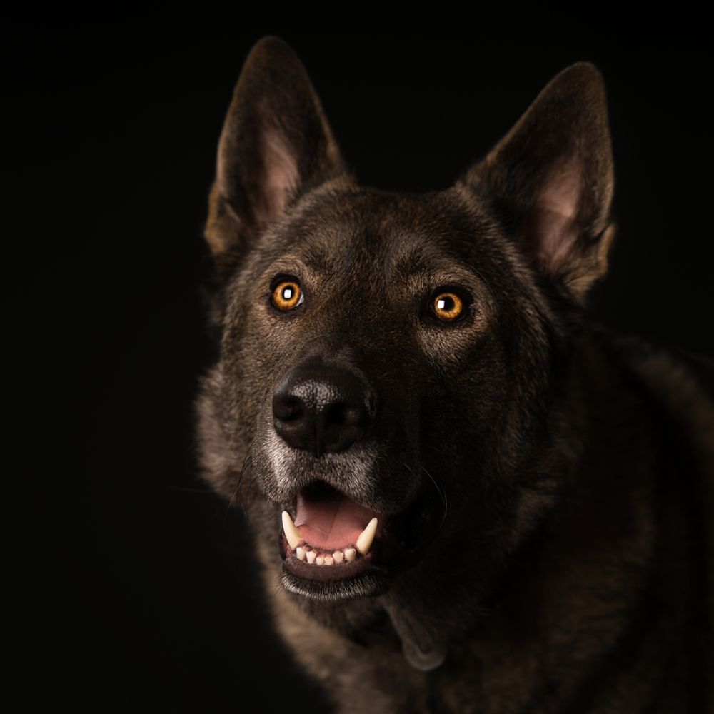 Fotosessie Tamaskan hond