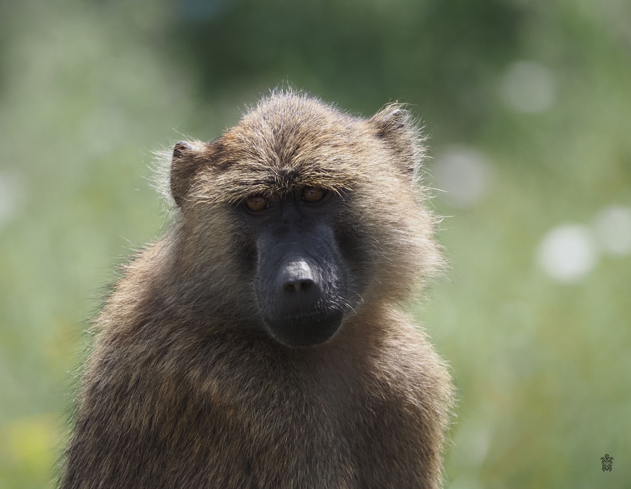 Close-up profile view of a baboon in natural habitat with soft green background.