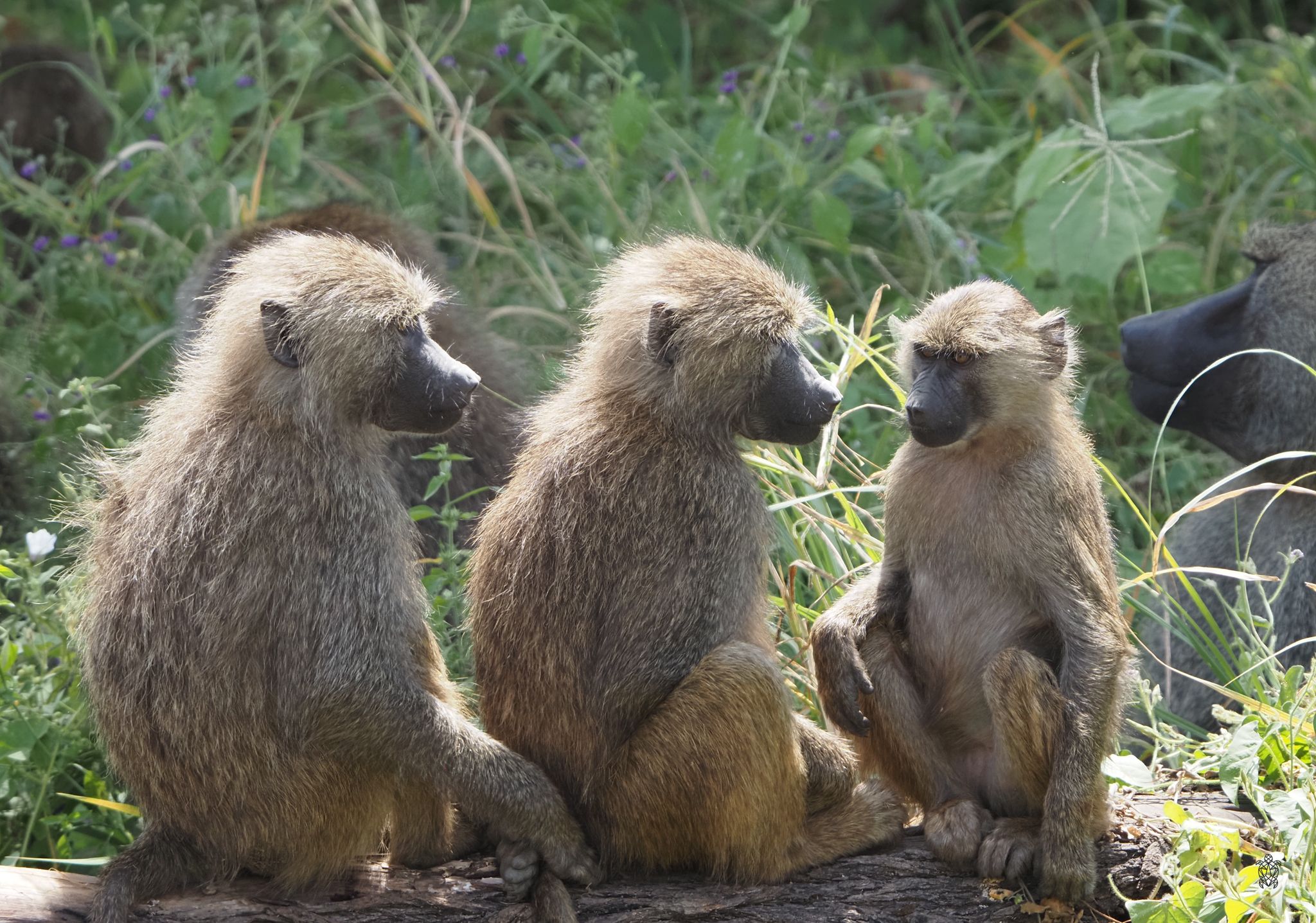 Multiple baboons sitting together in natural habitat showing social behavior.