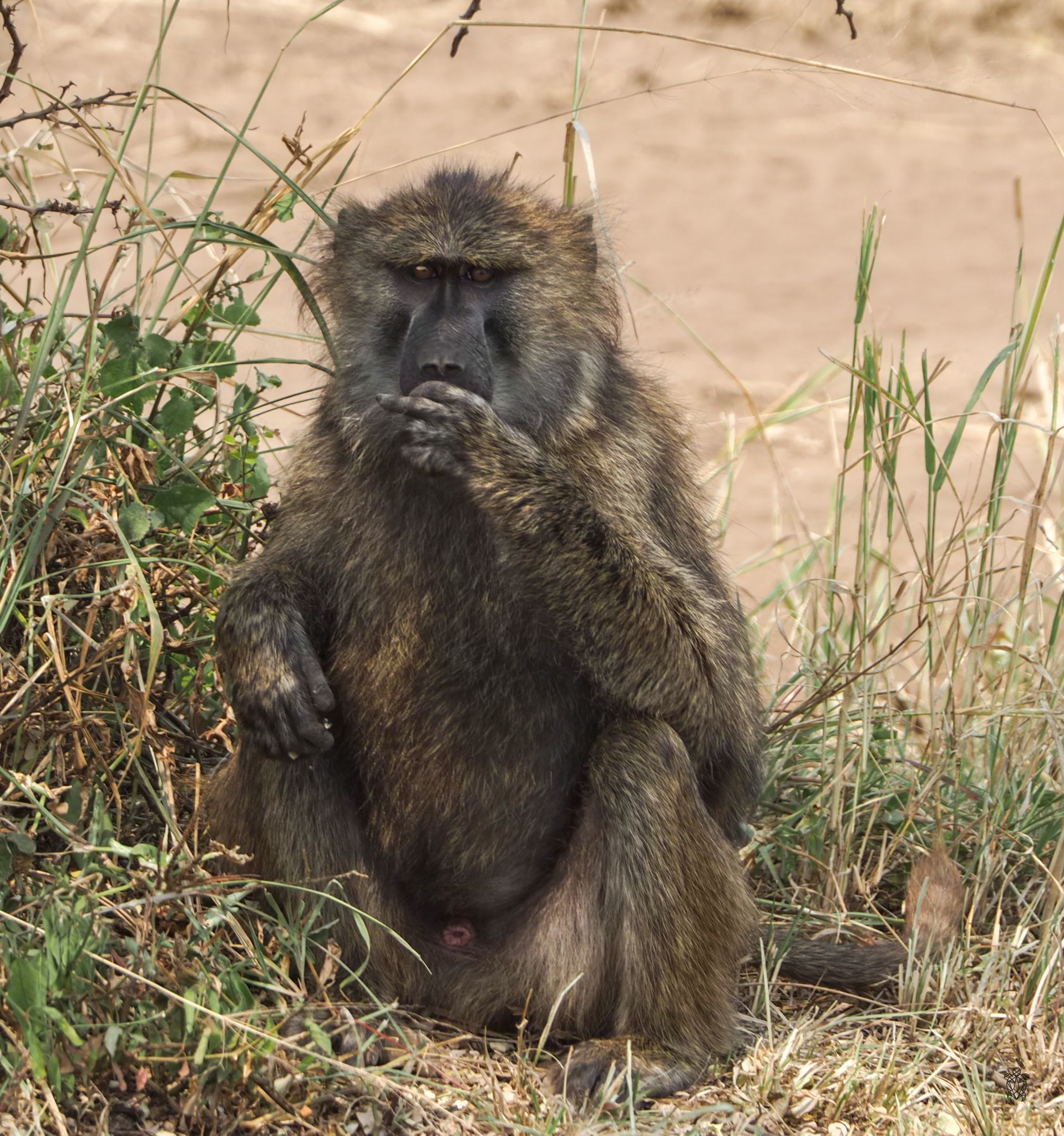 Baboon sitting in dry grass and vegetation.