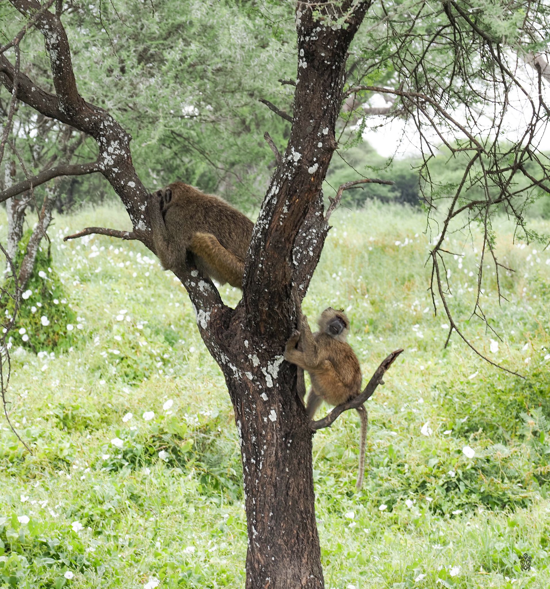 Two baboons climbing in a tree surrounded by green vegetation.