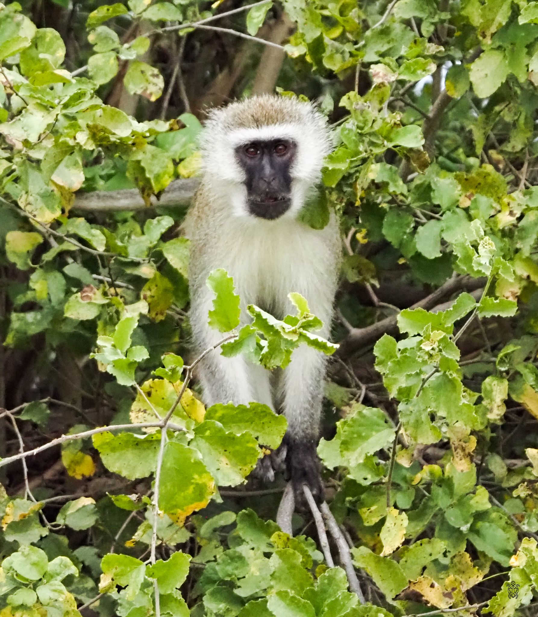 Vervet monkey surrounded by green leaves peers through foliage.