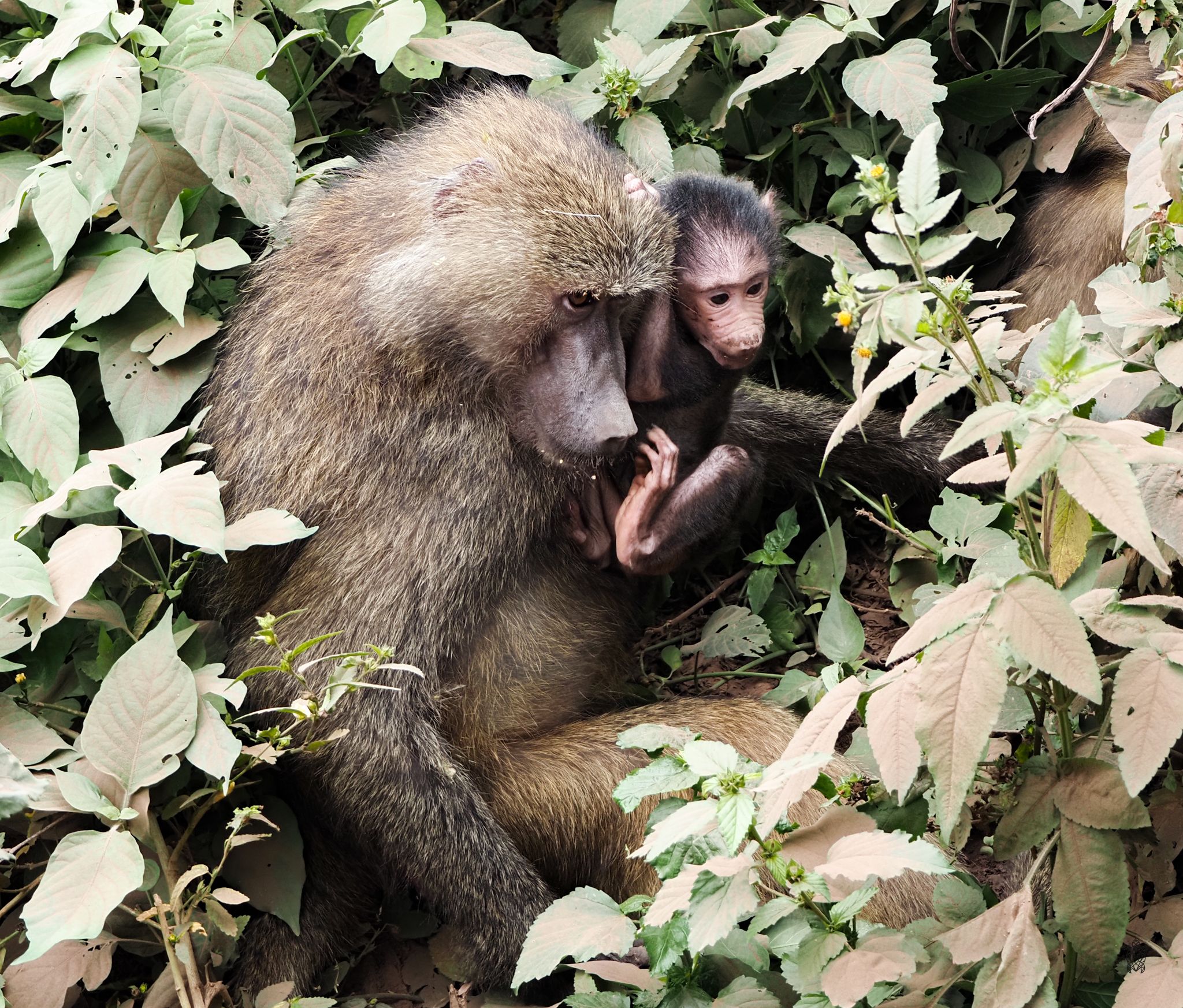 Close-up of a baboon eating leaves and vegetation in a natural setting.