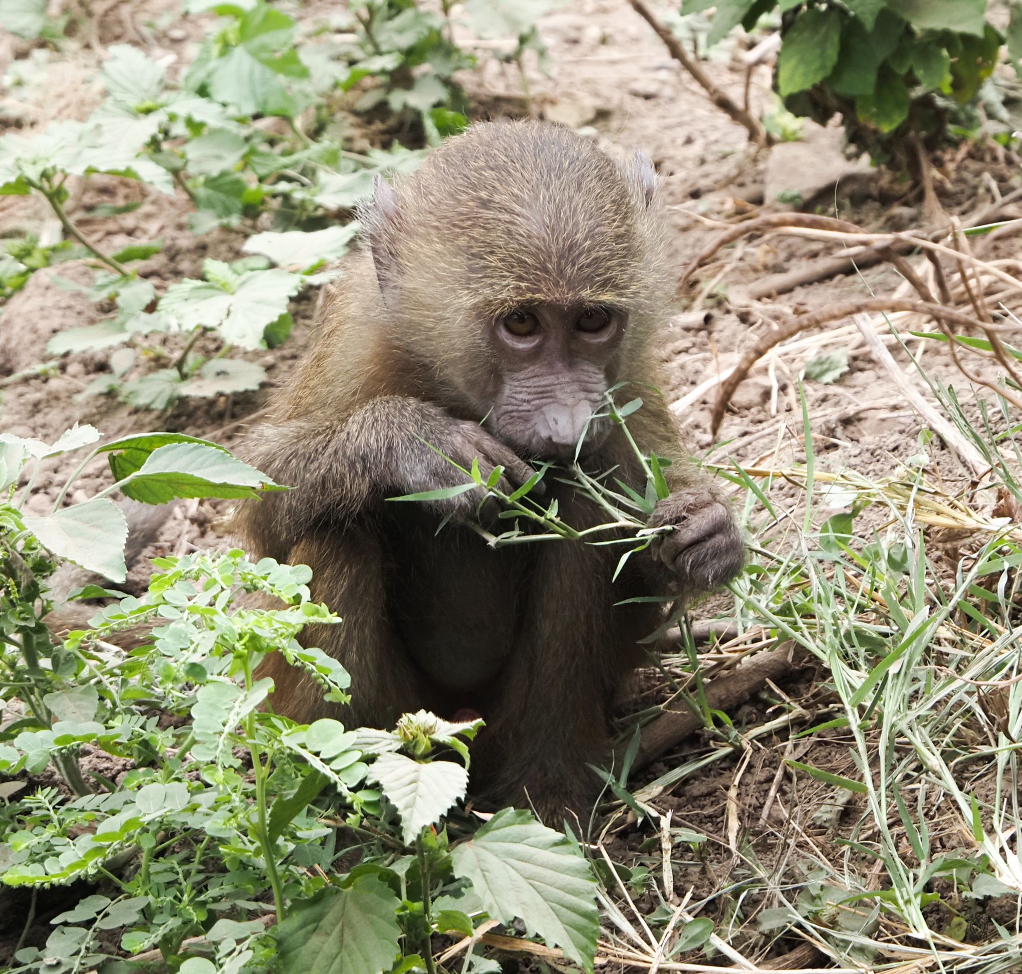Baboon foraging among green leaves on the ground.