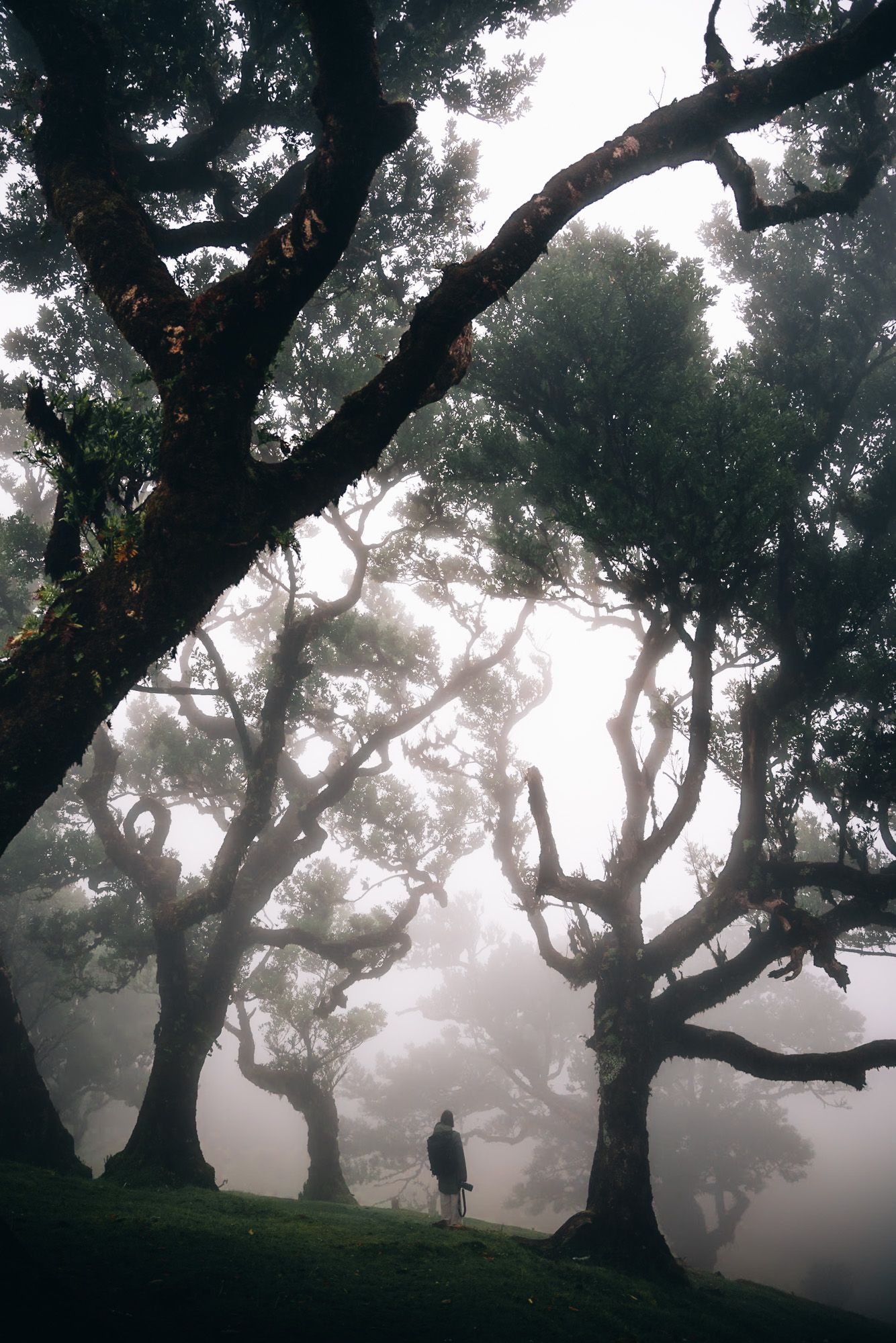 Randonneuse au milieu des immenses lauriers de la foret de Fanal à Madère
