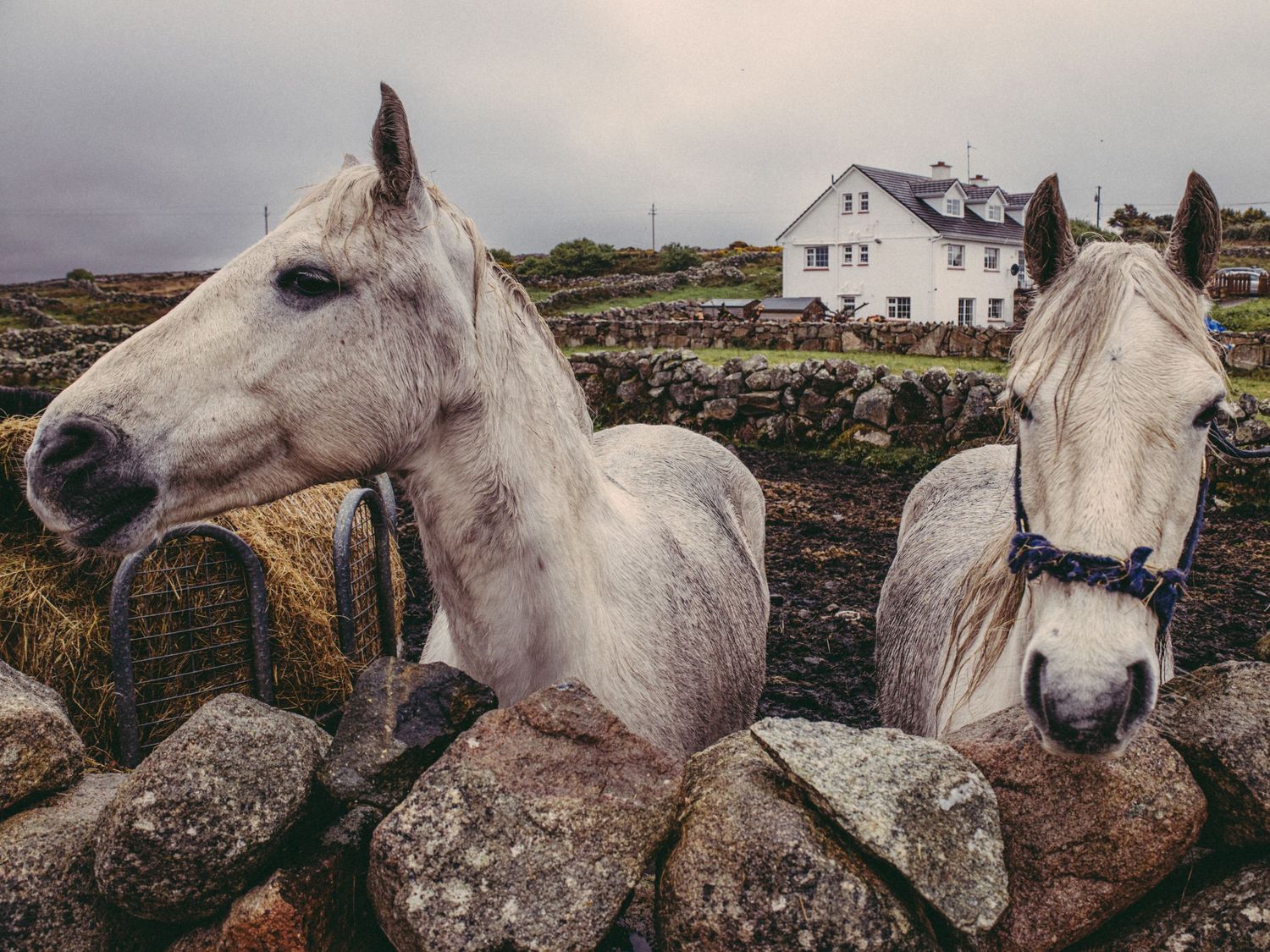 Equine