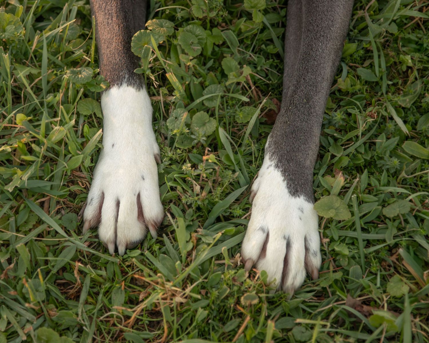Close up of a dog's white paws with gray legs standing in green grass.