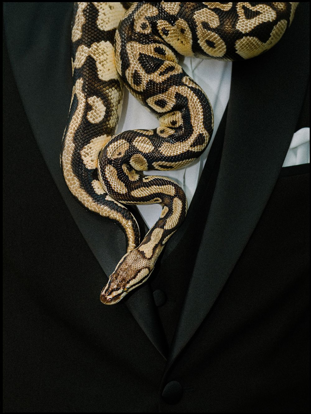 A ball python snake draped over a person wearing a black tuxedo with white dress shirt.