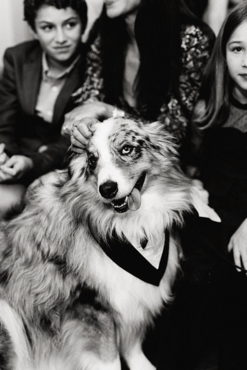 A fluffy gray dog with long fur shown in black and white portrait sequence.