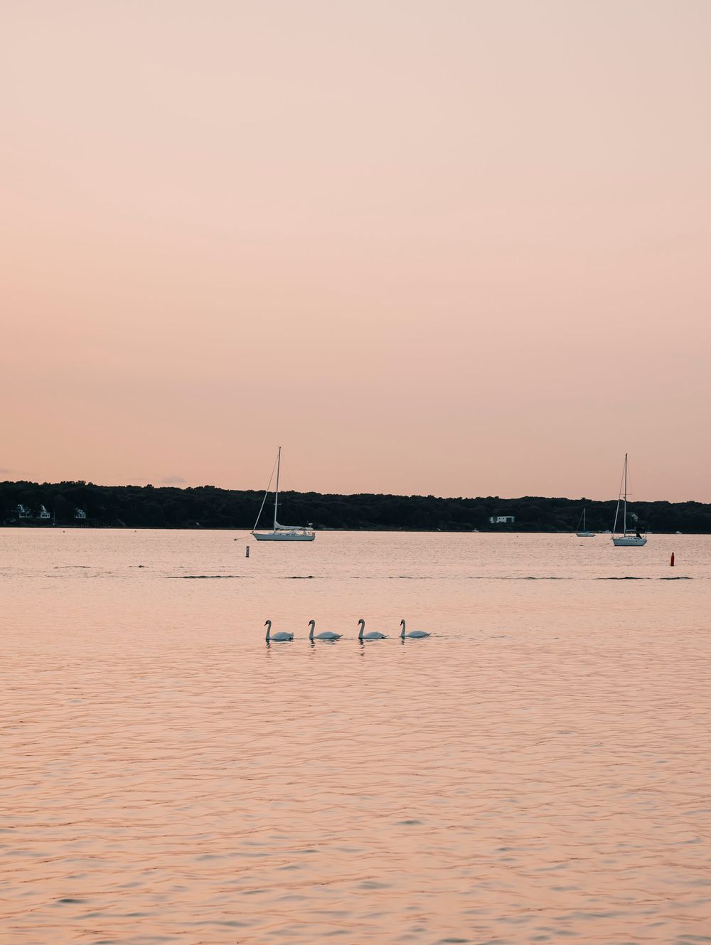 Peaceful sunset scene over calm waters with swans and sailboats in the distance.