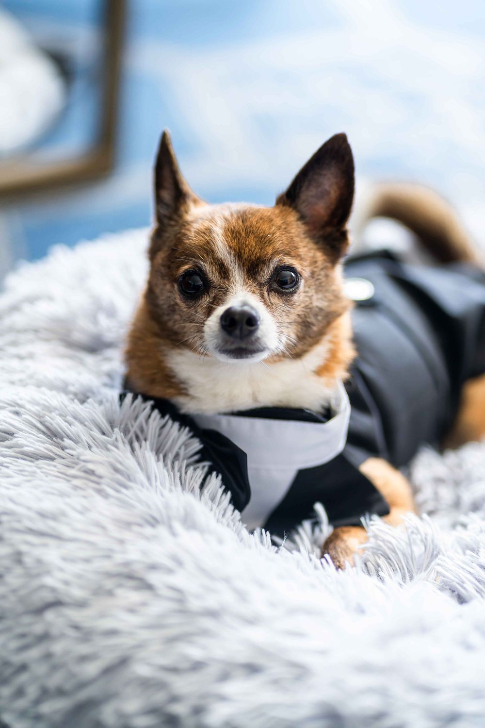 Four sequential photos of a small Chihuahua dog relaxing on fluffy white bedding with an attentive expression.