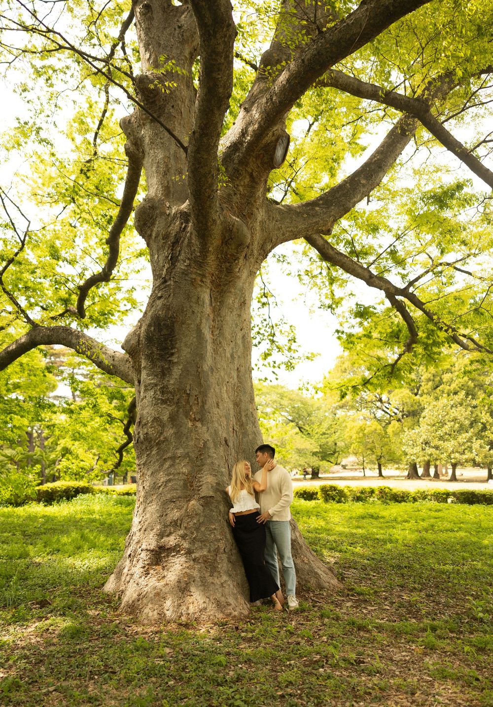 A large majestic tree with a thick trunk stands in a sunny park on a bright summer day.