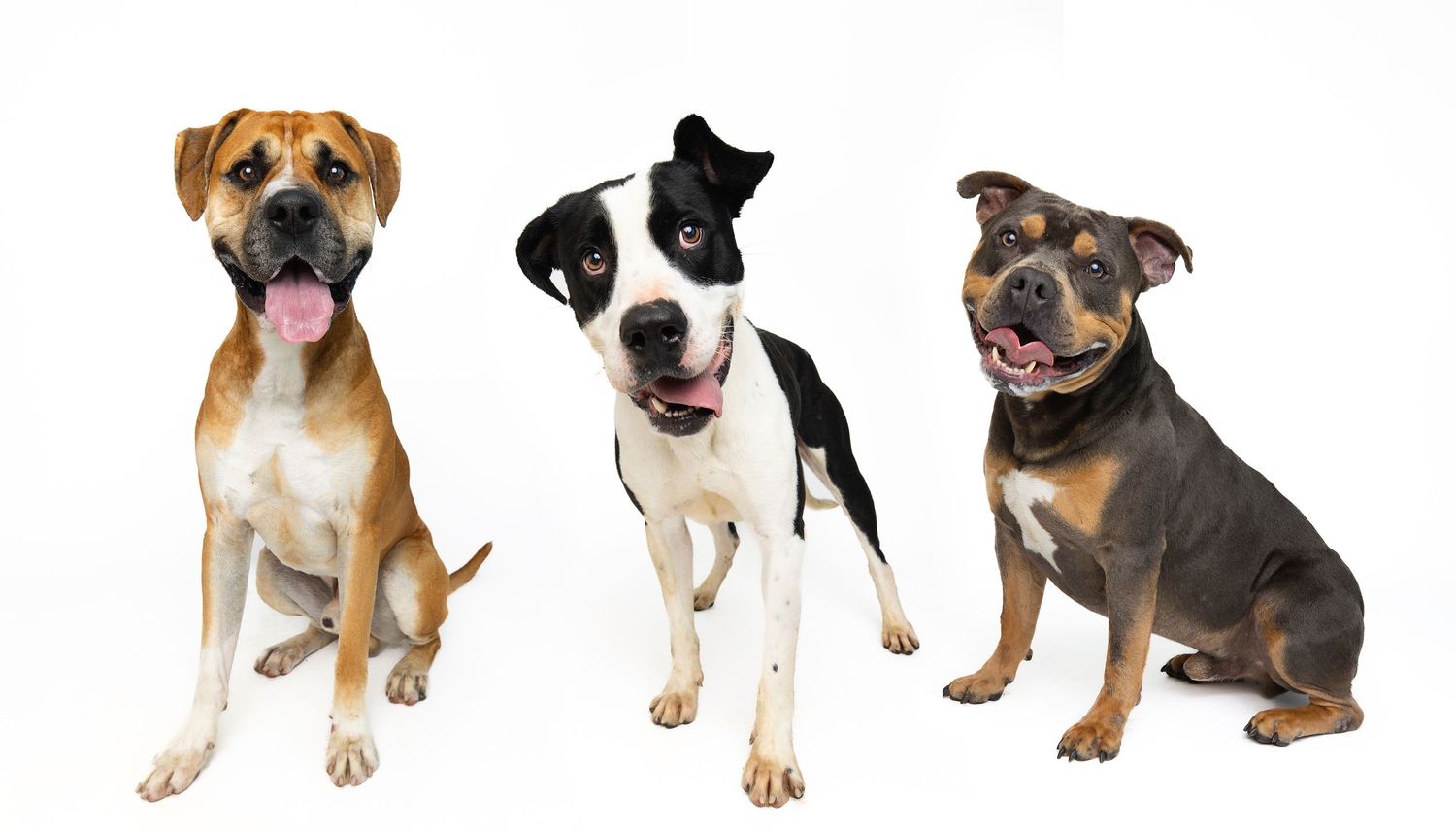 Collection of mixed breed puppies and dogs in various poses on white background.
