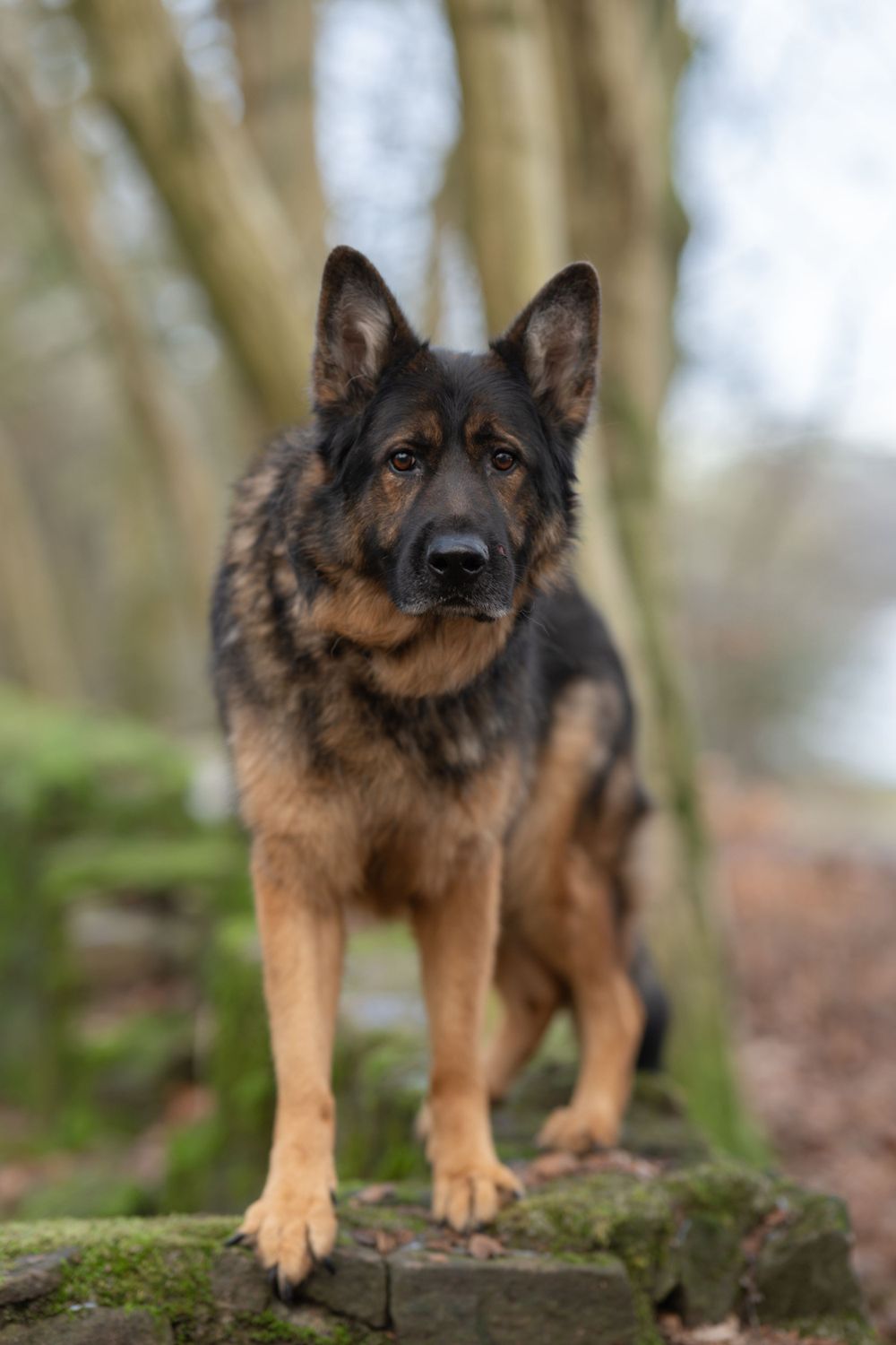 German Shepherd puppy standing on mossy ground in a wooded area.