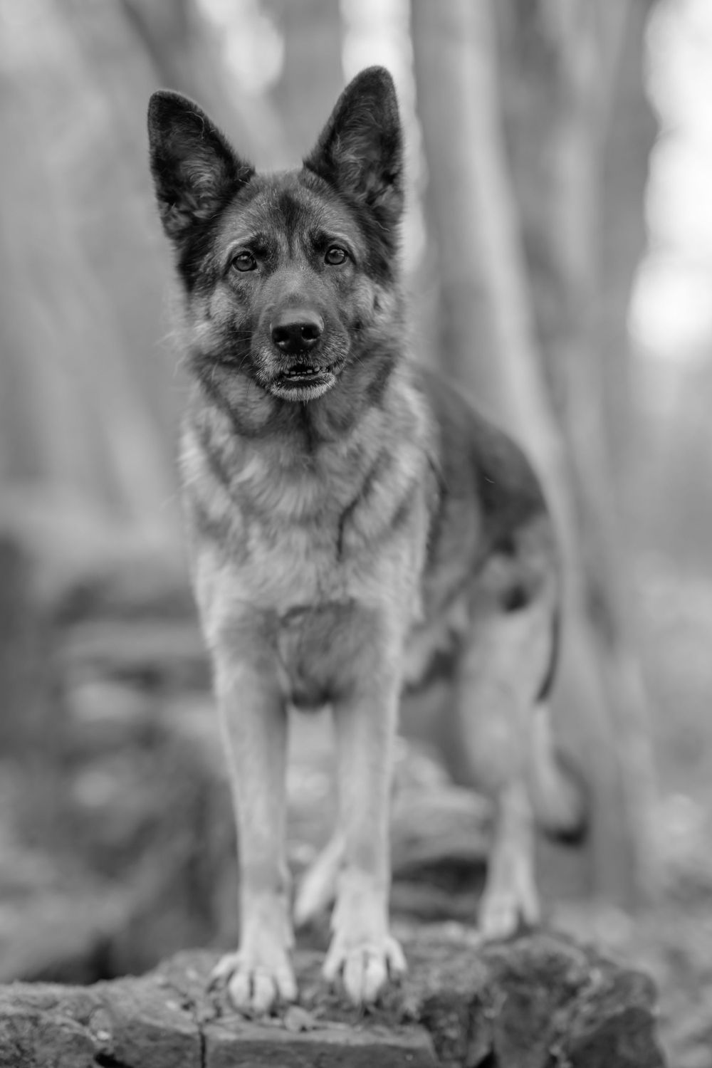 German Shepherd dog standing on forest ground in black and white photography.
