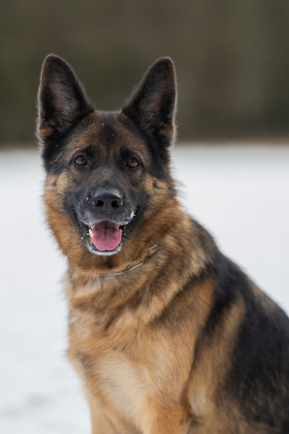 German Shepherd dog portraits in snow showing happy expressions and alert posture.