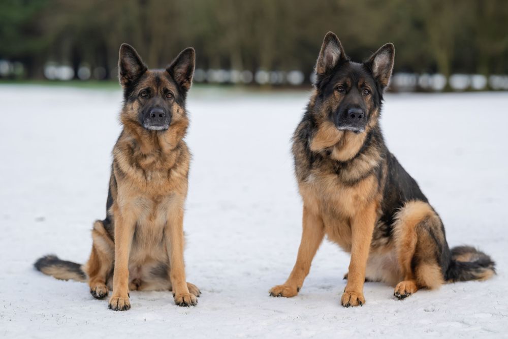 Two German Shepherd dogs sitting together in snowy winter landscape.