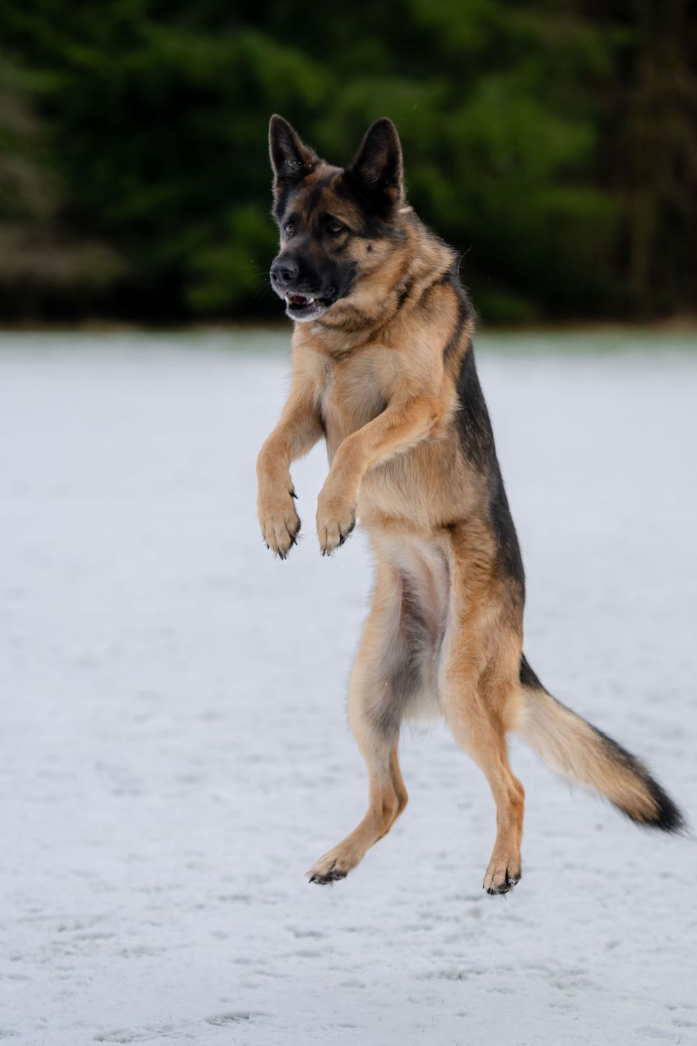 German Shepherd dog jumping and playing in snow, captured in action sequence.