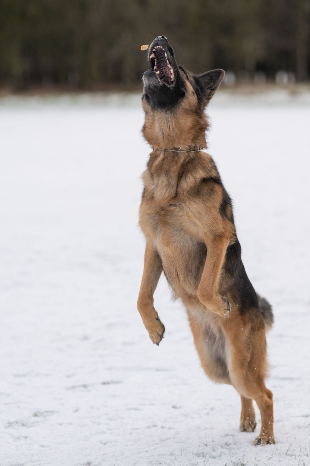 German Shepherd leaping through snow with dynamic motion and energy.