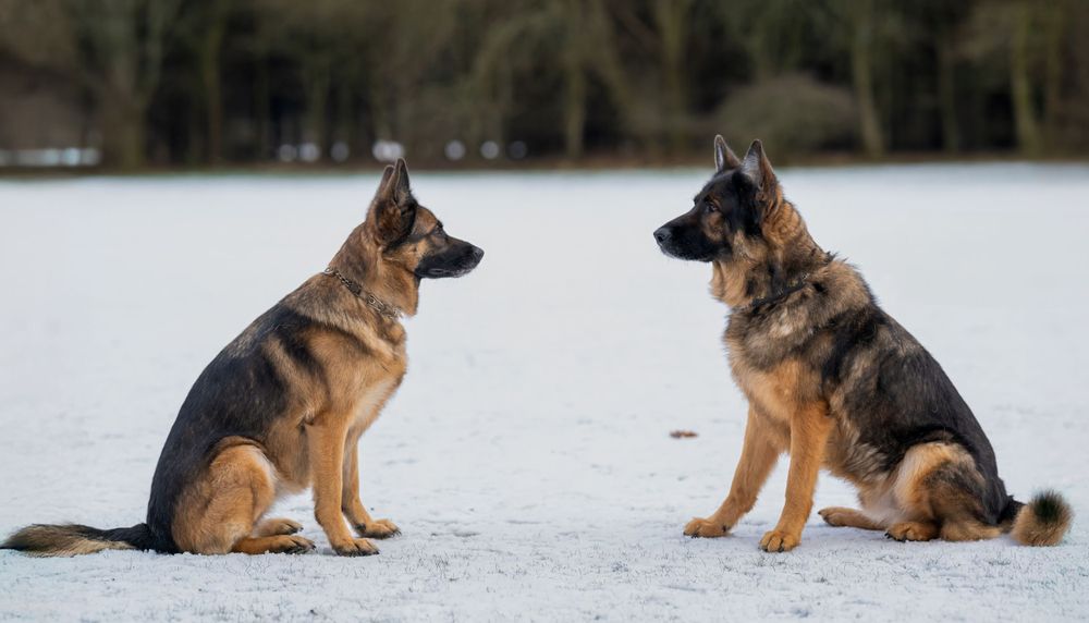 German Shepherd dogs resting in snowy field with alert postures.