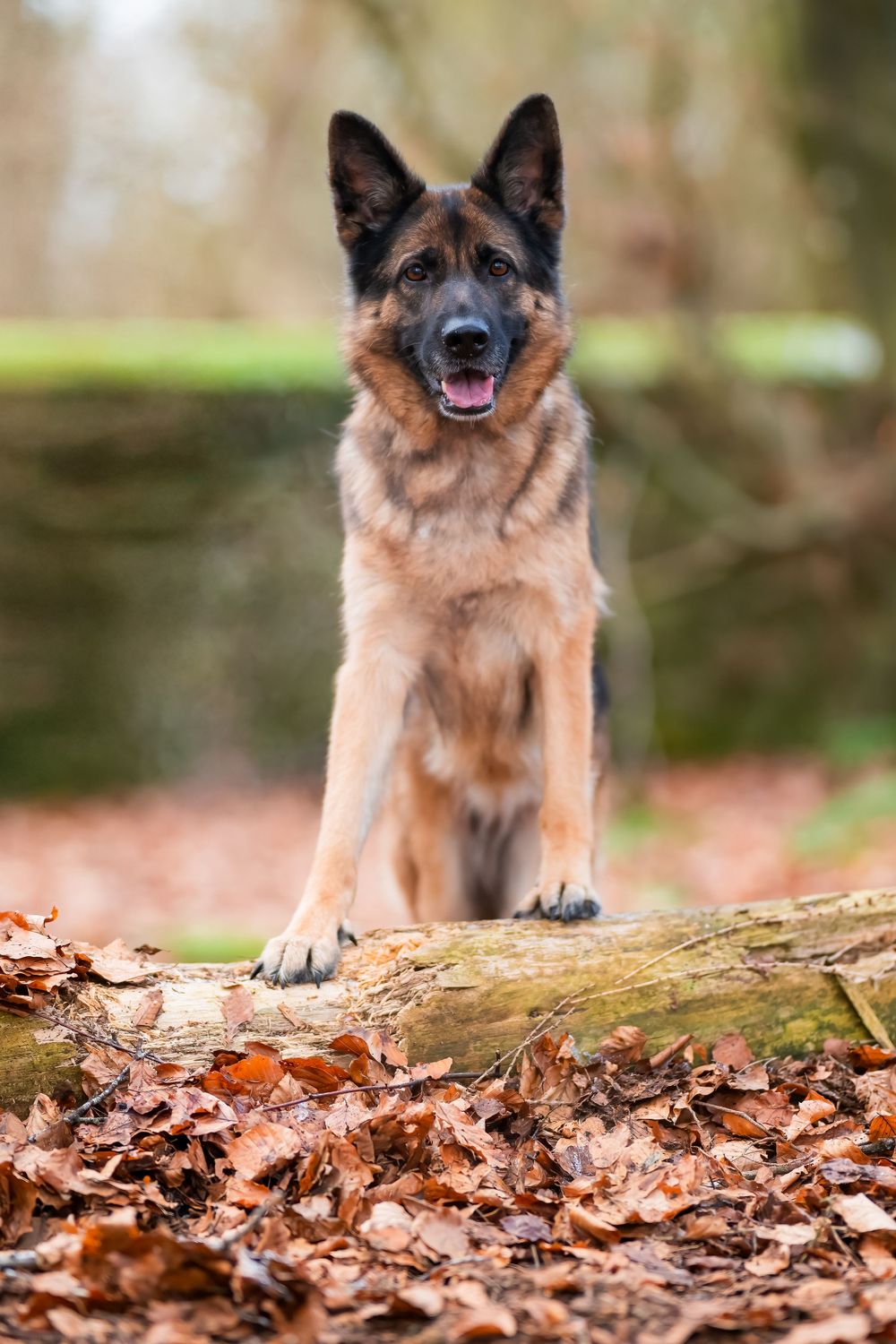 German Shepherd dog sits alertly among fallen autumn leaves in a forest setting.