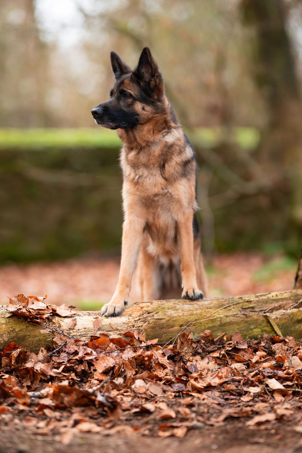 German Shepherd poses on a log surrounded by brown autumn leaves in the woods.