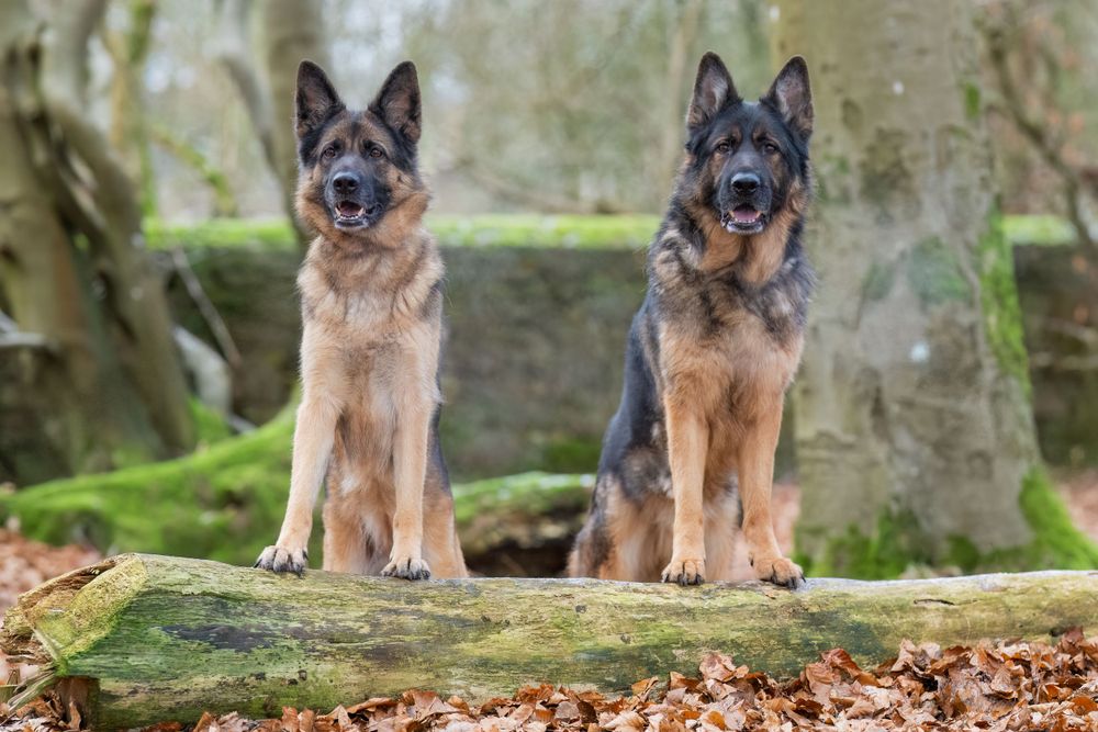 Two German Shepherds stand together on a mossy log in a woodland setting.