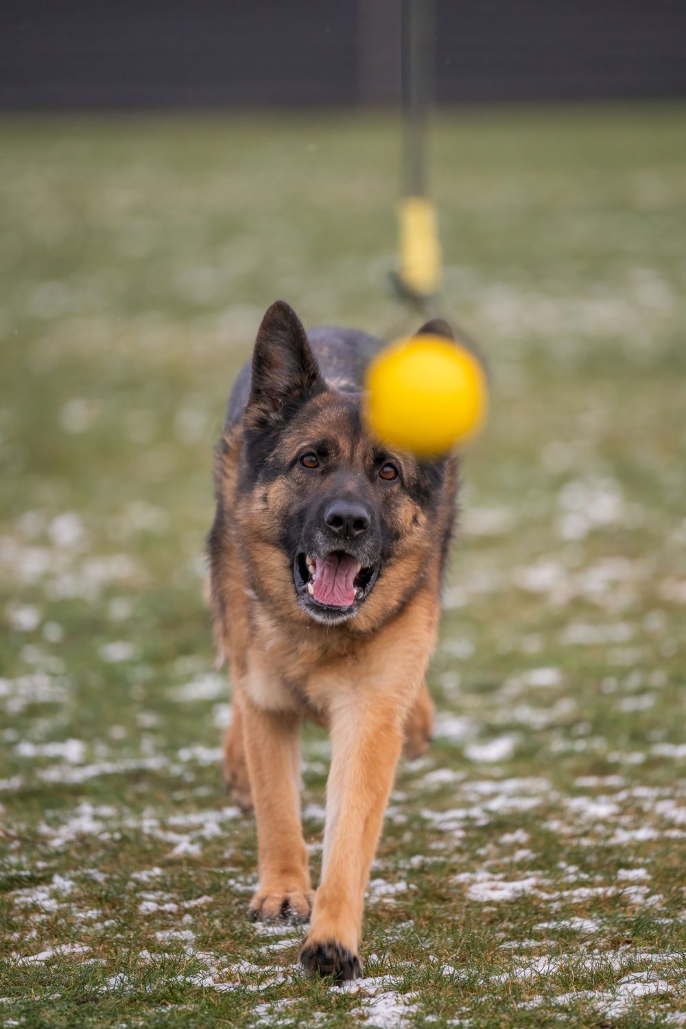 Playful German Shepherd running through snow with a yellow ball in the background.