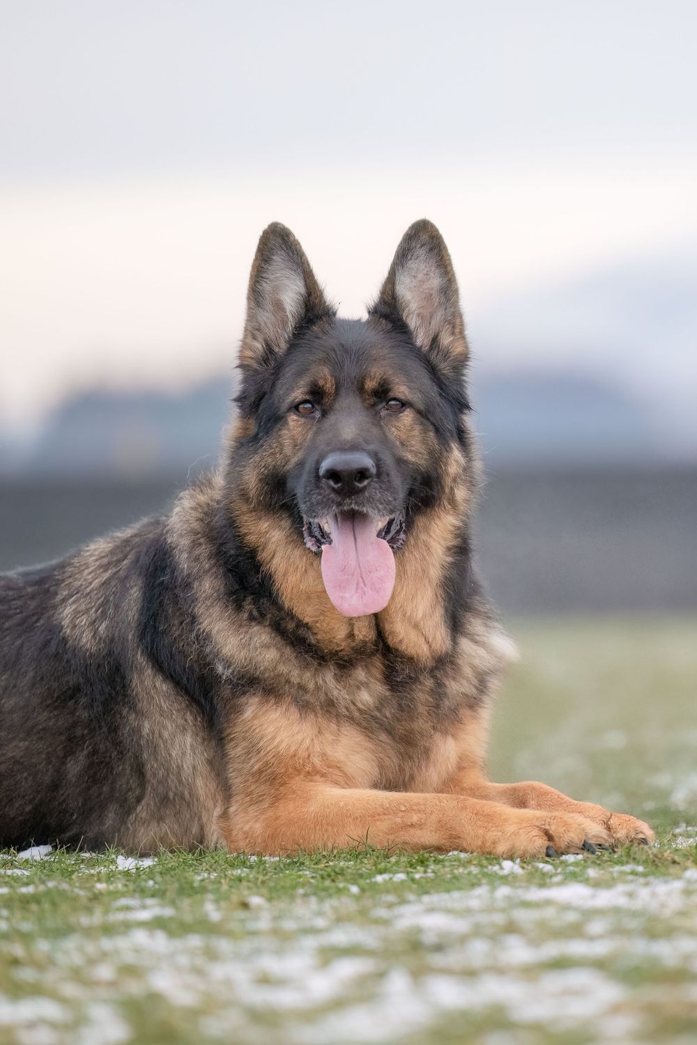 German Shepherd lying in frosty grass with tongue out on a misty morning.
