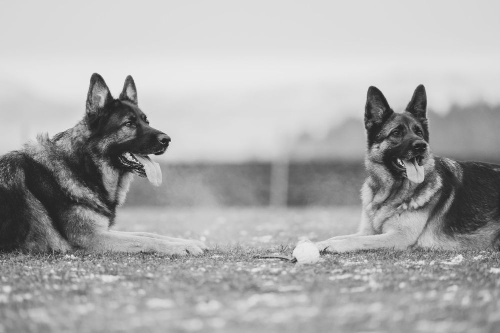 Close-up profile view of a German Shepherd dog in a snowy field.