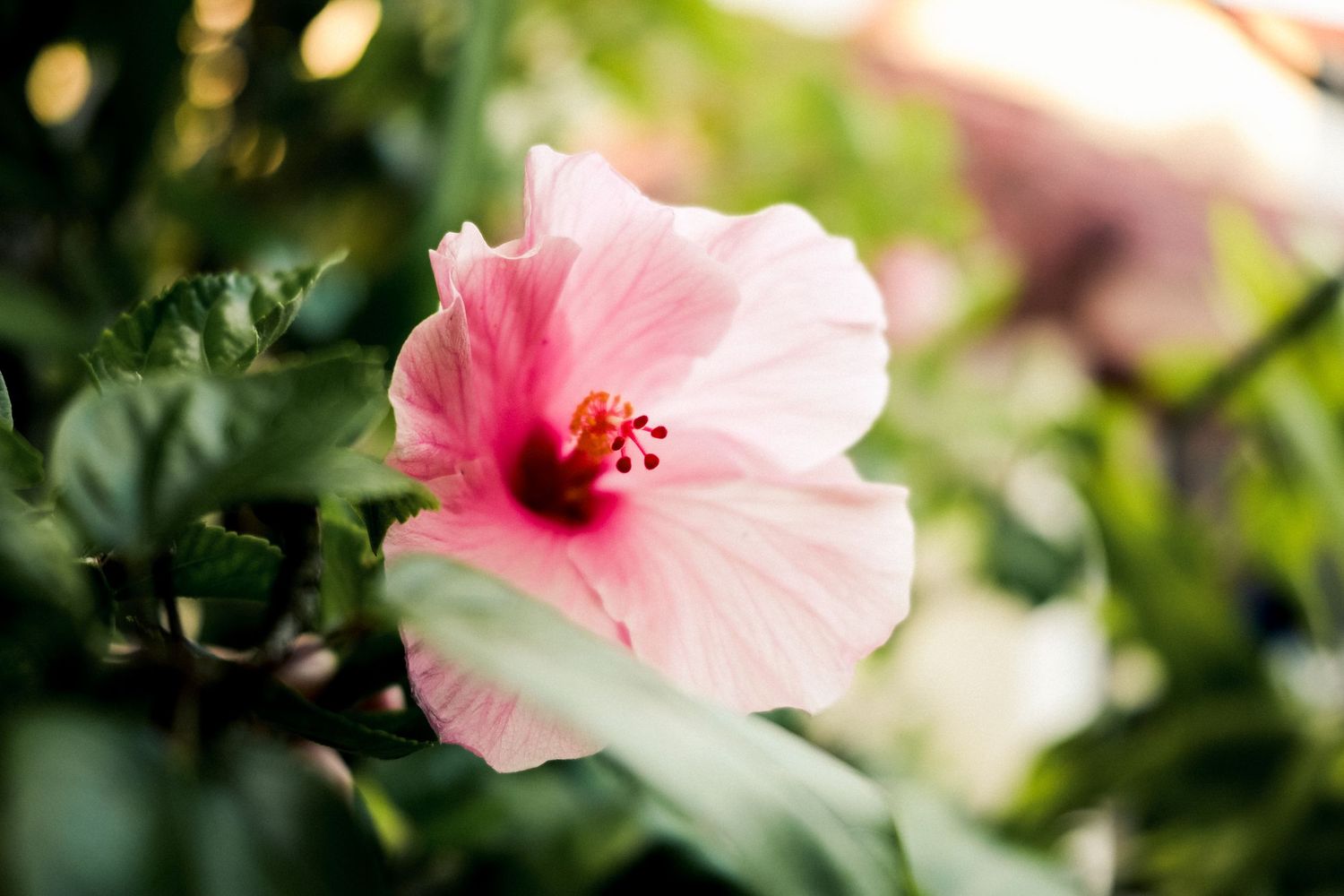 A delicate pink hibiscus flower blooms with a vibrant red center against blurred green foliage in soft lighting.